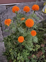 IMG_5687