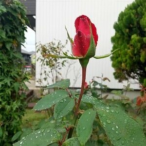 雨の日が続きます