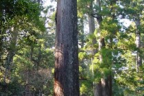 国産材利用　杉の木について