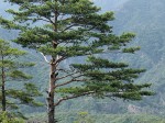 800px-Pinus_densiflora_Kumgangsan