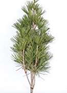 519lCNxLLuL._AC_UL320_SR214,320_