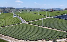 280px-Yame_Tea_Plantation_03