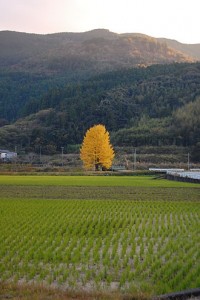 日高村1